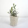 Baby Olive Tree for a birth or a christening