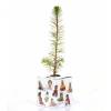 Baby Pine Tree for a birth or a christening