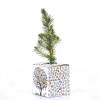 Baby Pine Tree for a birth or a christening