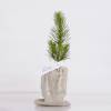 Baby Pine Tree for a birth or a christening