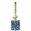 Baby Pine Tree for a wedding