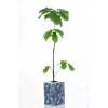 Oak tree as a business gift