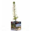 Pine Tree as a business gift