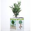 Olive Tree as a business gift