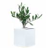 Olive Tree as a business gift