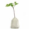 Baby Ginkgo Tree for a birth or a christening