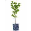 Ginkgo Tree as a business gift