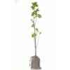 Baby Beech tree for a wedding
