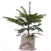 Tree as a business gift