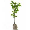 Tree as a business gift