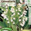 Lily of the valley
