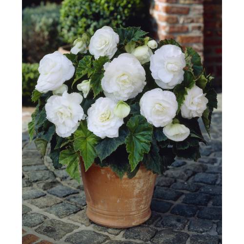 Begonia Double white : buy Begonia Double white /