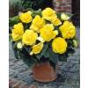 Begonia Double yellow