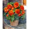 Begonia Double orange