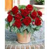 Begonia Double red