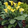 Arum lily 'Jaune'