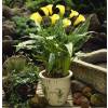 Arum lily 'Jaune'