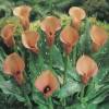 Arum lily 'Cameo'