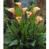 Arum lily 'Cameo'