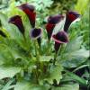 Arum lily Black