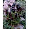 Arum lily Black