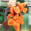 Canna Orange Wyoming