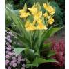 Canna Yellow