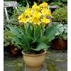 Canna Yellow