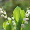 Lily of the valley (bulb)