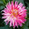 Dahlia Cactus 'Cha Cha'
