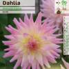 Dahlia Cactus 'Melody Gipsy'