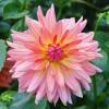 Dahlia Cactus 'Melody Gipsy'