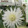 Dahlia Cactus 'My Love'
