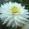 Dahlia Cactus 'My Love'