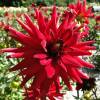 Dahlia Cactus 'Rotterdam'