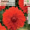 Dahlia Decorative 'Abba'