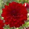 Dahlia Decorative 'Abba'