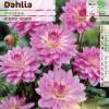 Dahlia Decorative 'Christine'