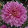 Dahlia Decorative 'Christine'