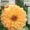 Dahlia Decorative 'House of Orange'