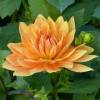 Dahlia Decorative 'House of Orange'