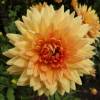 Dahlia Decorative 'House of Orange'