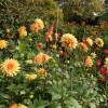 Dahlia Decorative 'House of Orange'