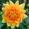 Dahlia Decorative 'House of Orange'