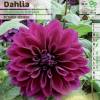 Dahlia Large Flowers Decorative 'Thomas Edison'