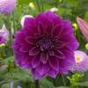 Dahlia Large Flowers Decorative 'Thomas Edison'