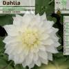 Dahlia Decorative 'White Perfection'