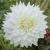 Dahlia Decorative 'White Perfection'