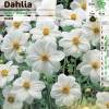 Dahlia Mignon white