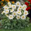 Dahlia Mignon white